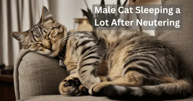 Male Cat Sleeping a Lot After Neutering