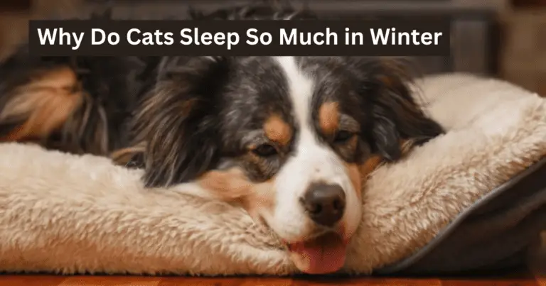 Cats Sleep So Much in Winter