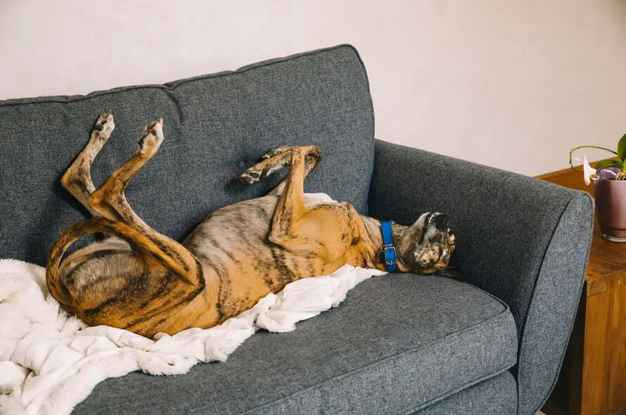 Sleep Startle Reflex in Rescue Dogs